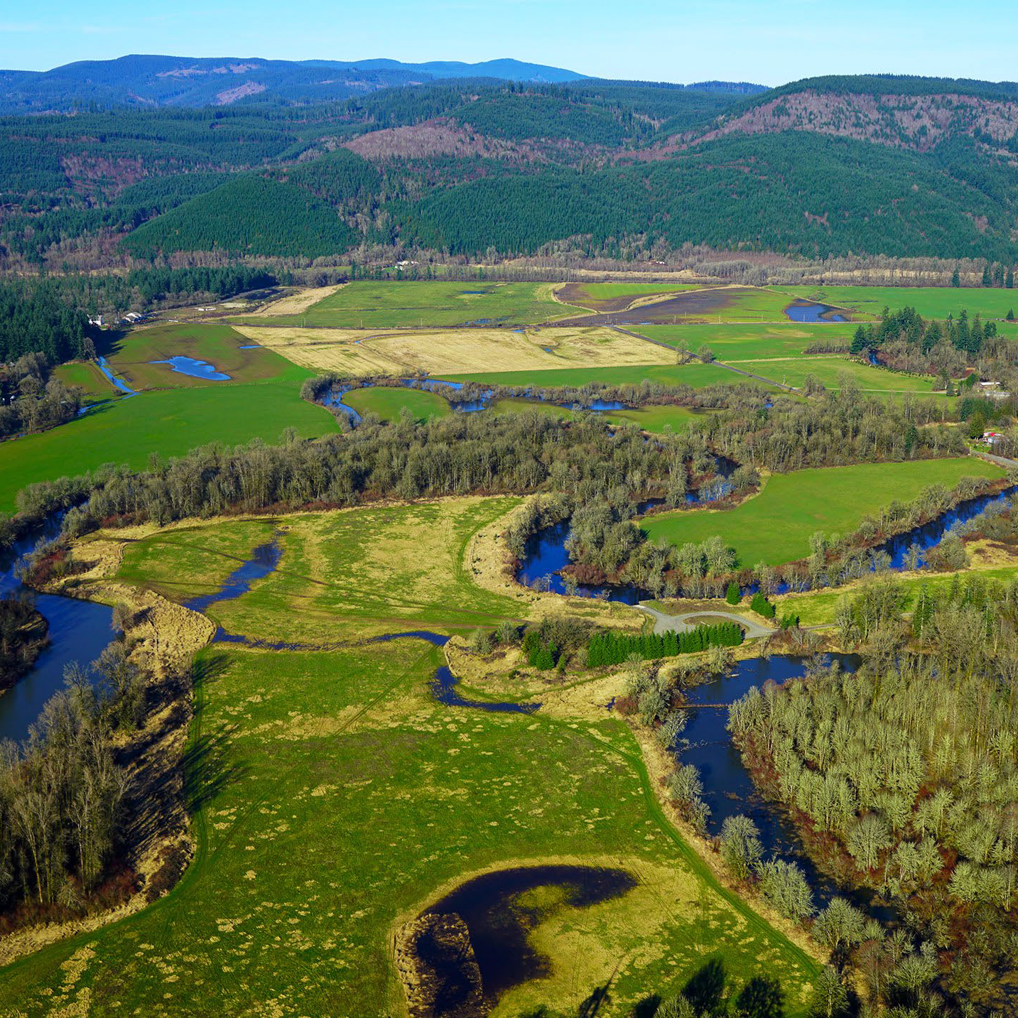 A meandering river, oxbow lakes, and wetlands among farmland and forested hills in the Chehalis Basin